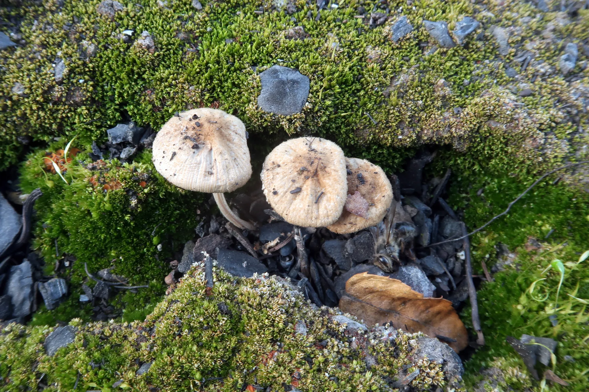 Psathyrella pennata - 1 - IMG_9331